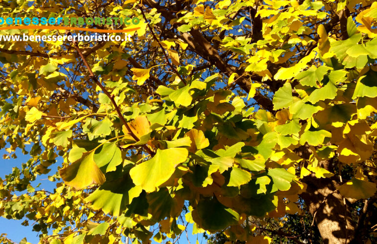 Ginkgo: l’efficacia terapeutica dell’antica foglia dorata